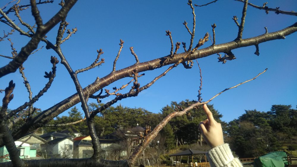 日和山公園 山形県 酒田市
