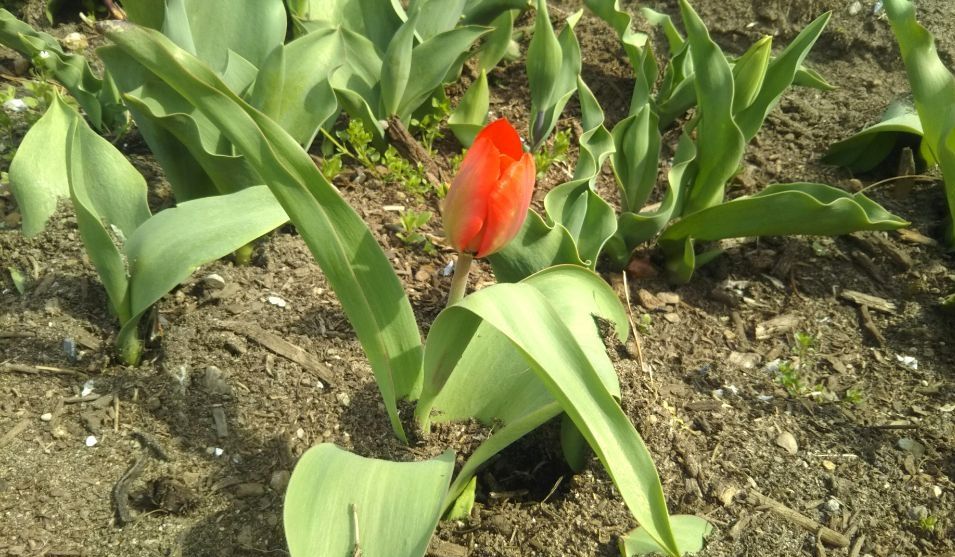 いこいの村 庄内 桜 チューリップ 鶴岡 山形