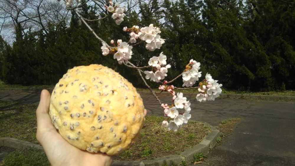 いこいの村 庄内 桜 チューリップ 鶴岡 山形