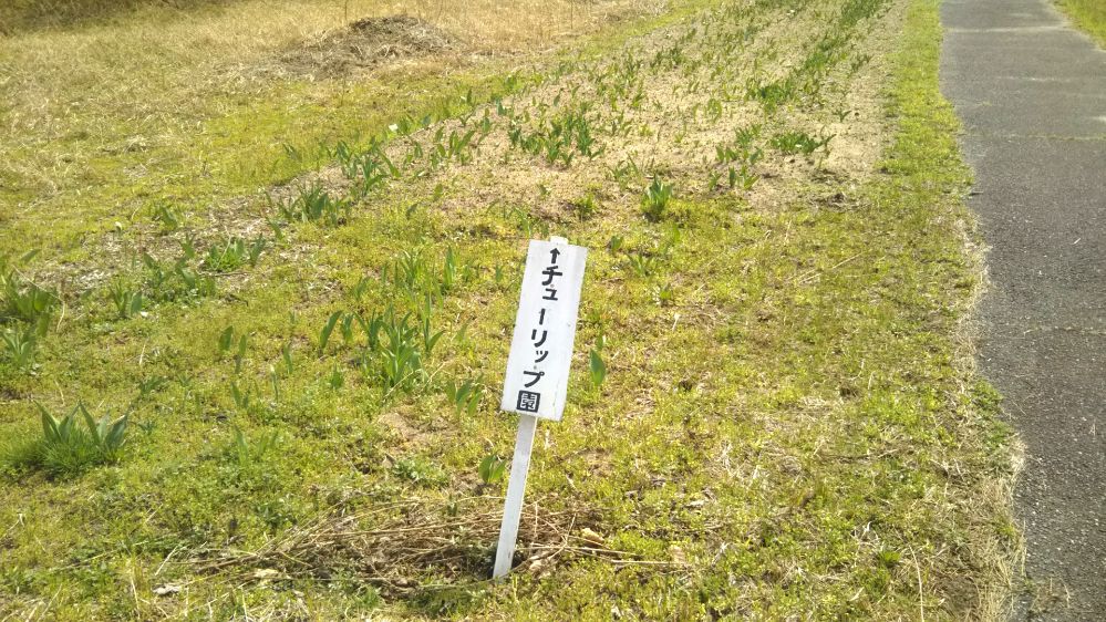 いこいの村 庄内 桜 チューリップ 鶴岡 山形