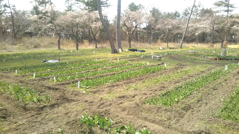 いこいの村 庄内 桜 チューリップ 鶴岡 山形