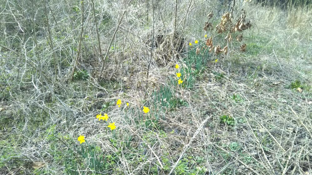 いこいの村 庄内 桜 チューリップ 鶴岡 山形