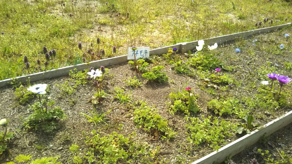 いこいの村 庄内 桜 チューリップ 鶴岡 山形