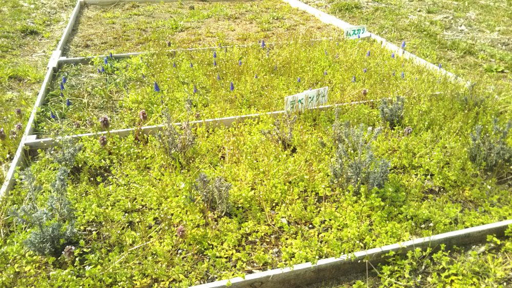 いこいの村 庄内 桜 チューリップ 鶴岡 山形