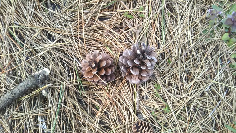 いこいの村 庄内 桜 チューリップ 鶴岡 山形