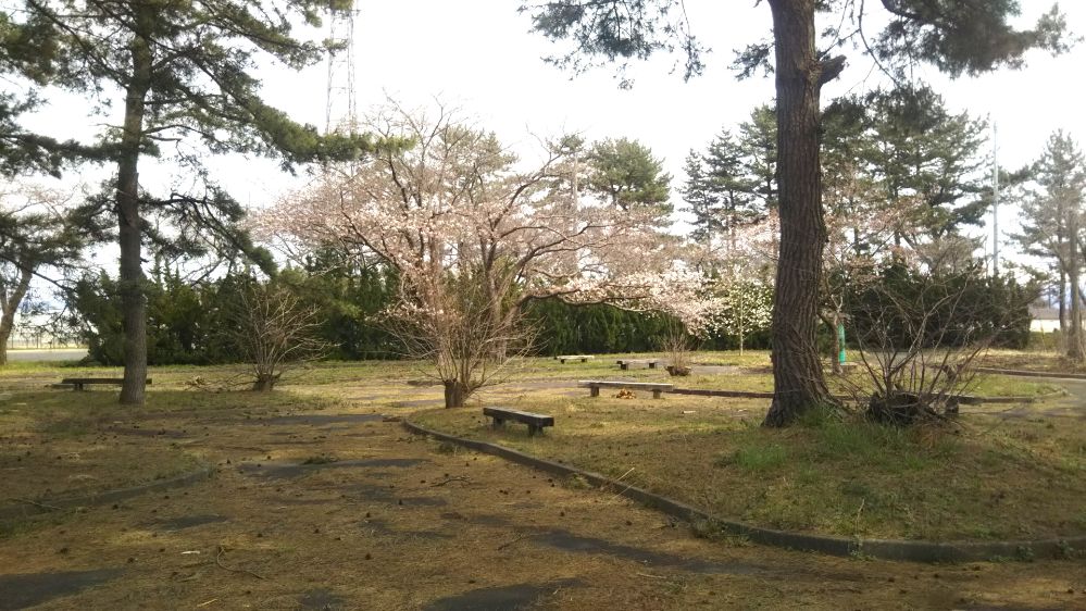 いこいの村 庄内 桜 チューリップ 鶴岡 山形