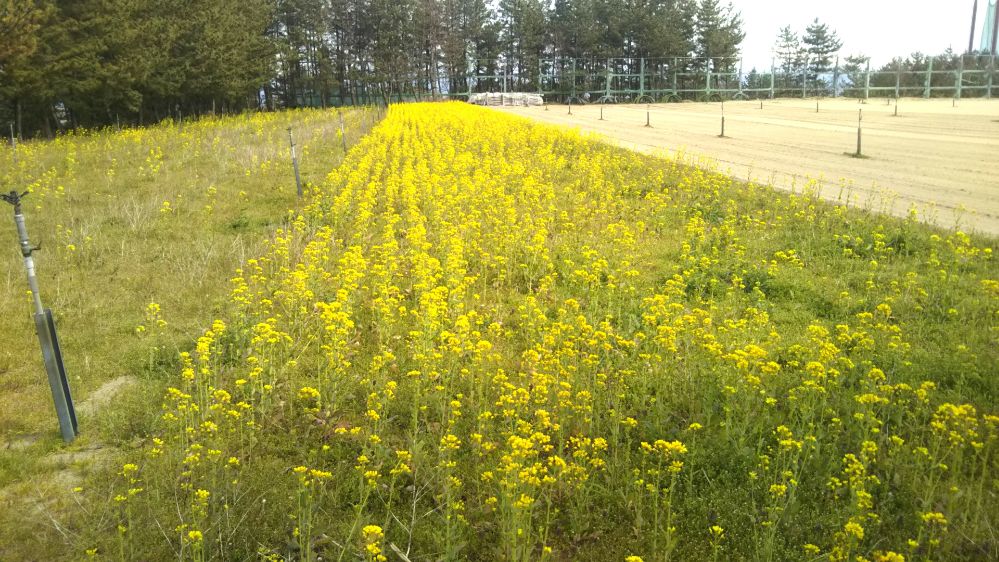 いこいの村 庄内 桜 チューリップ 鶴岡 山形