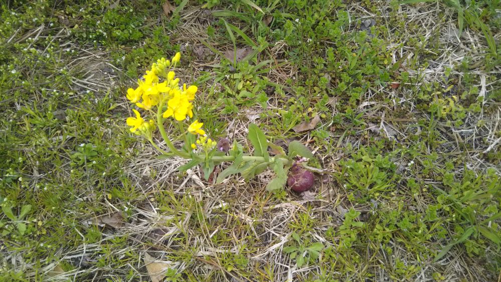 いこいの村 庄内 桜 チューリップ 鶴岡 山形