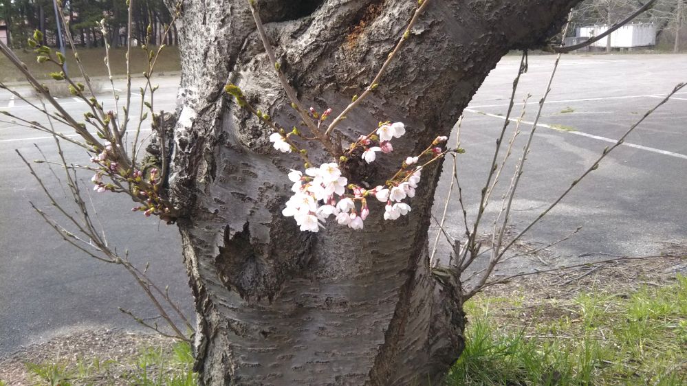 いこいの村 庄内 桜 チューリップ 鶴岡 山形