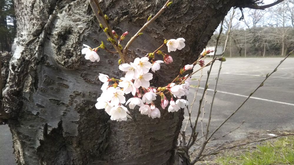 いこいの村 庄内 桜 チューリップ 鶴岡 山形
