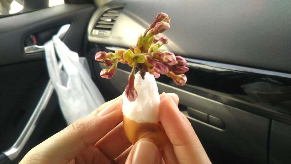 いこいの村 庄内 桜 チューリップ 鶴岡 山形