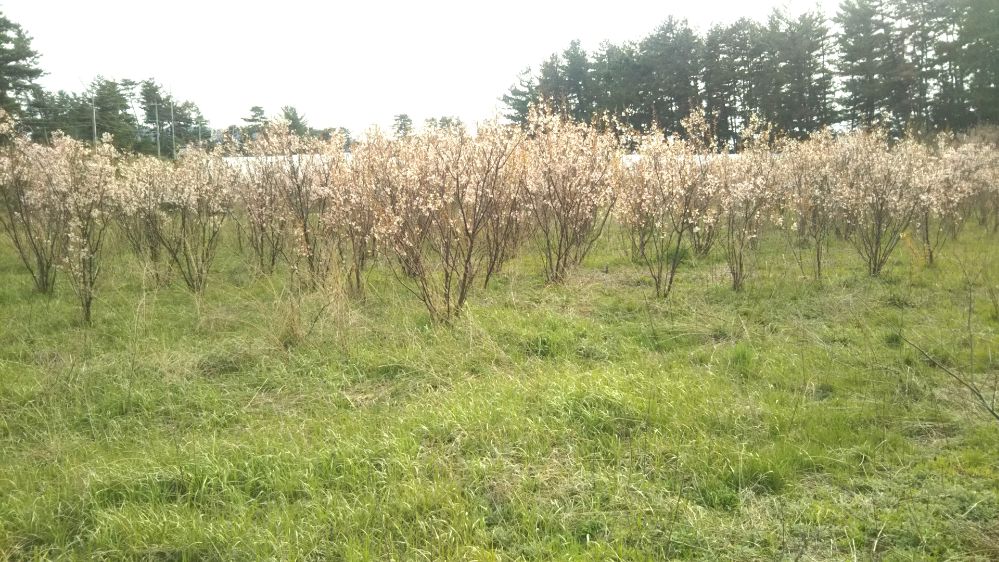 梅 畑 鶴岡 酒田 庄内 山形