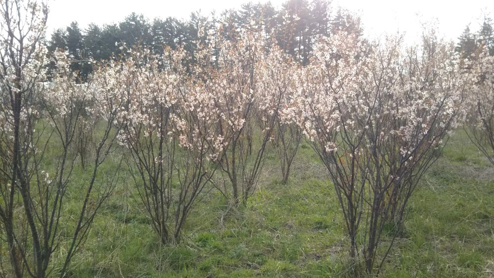梅 畑 鶴岡 酒田 庄内 山形