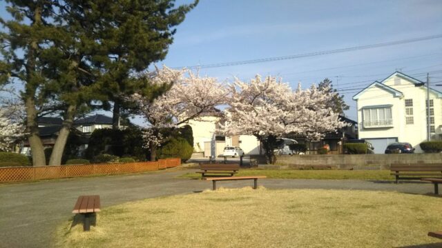 八幡公園 余目 桜 山形県 庄内地方