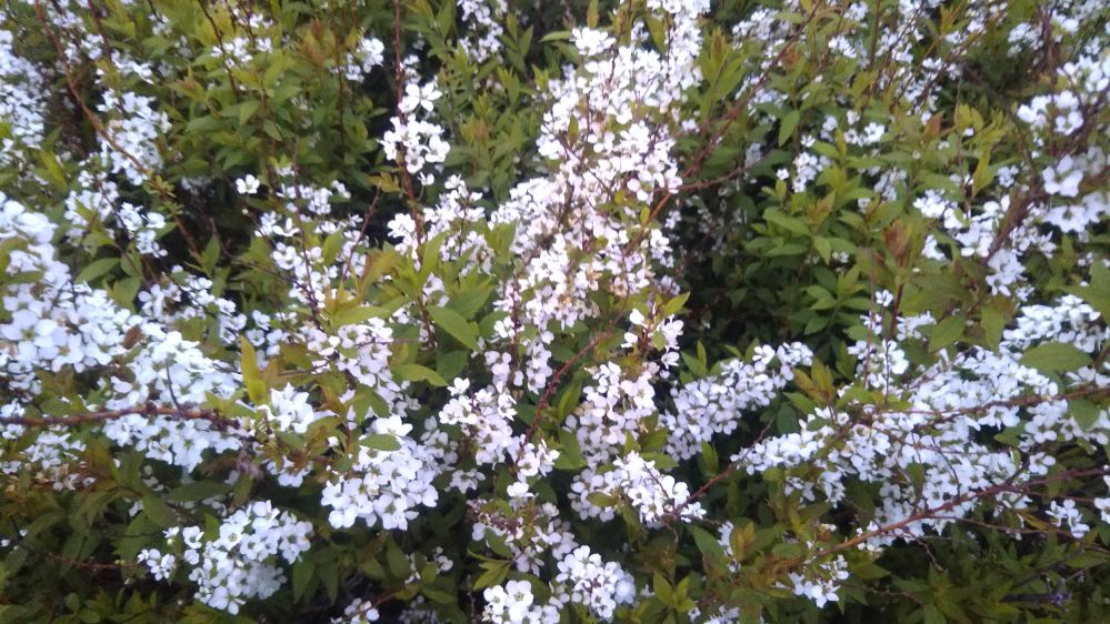 庄内空港 緑地公園 鶴岡 庄内 山形