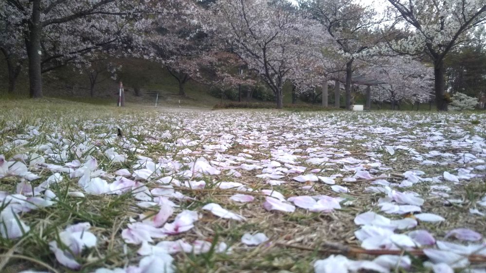 庄内空港 庄内夕日の丘 桜 緑地公園 鶴岡 庄内 山形