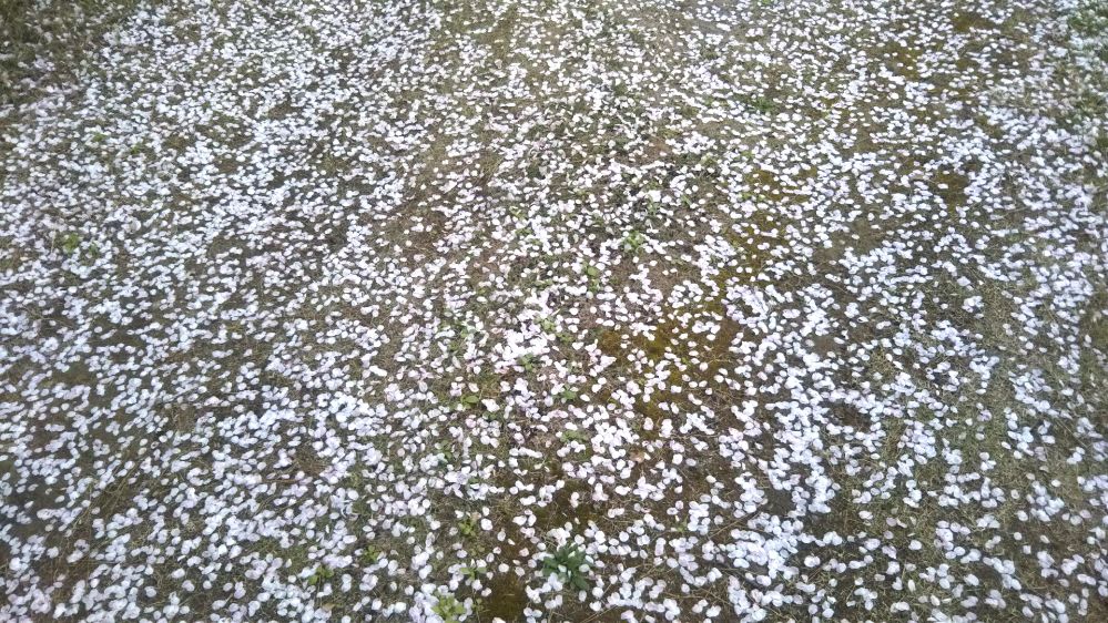 庄内空港 庄内夕日の丘 桜 緑地公園 鶴岡 庄内 山形