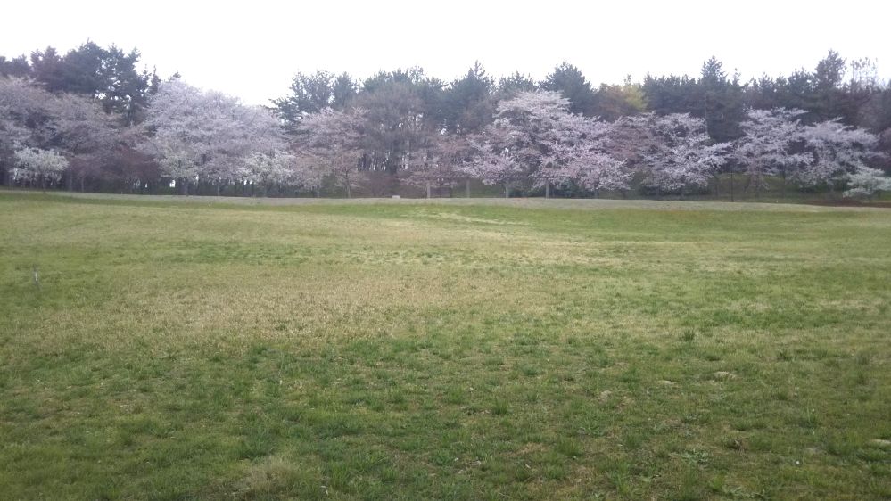 庄内空港 庄内夕日の丘 桜 緑地公園 鶴岡 庄内 山形