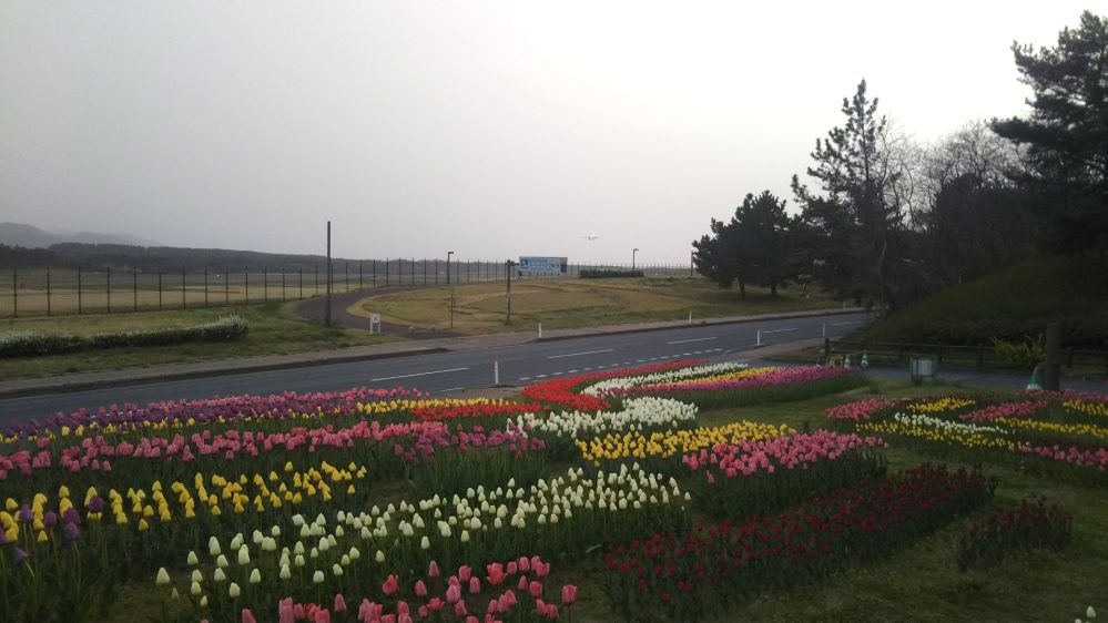 庄内空港 庄内夕日の丘 チューリップ 緑地公園 鶴岡 庄内 山形