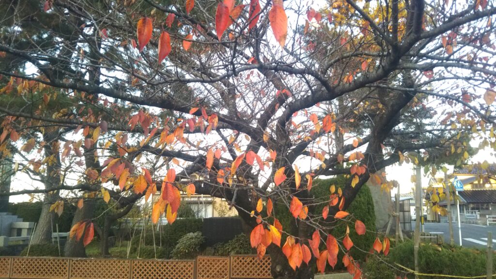 八幡公園 八幡神社 紅葉 銀杏 もみじ狩り 余目 庄内 山形