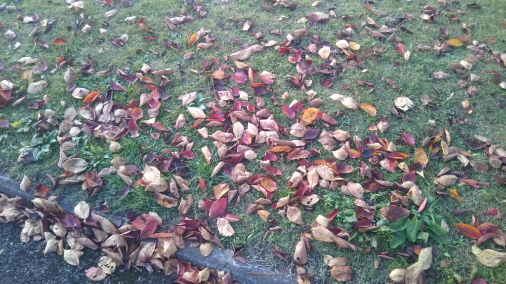 八幡公園 八幡神社 紅葉 銀杏 もみじ狩り 余目 庄内 山形