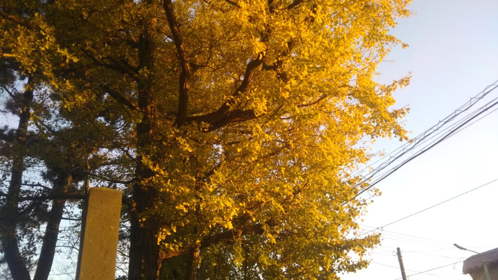 八幡公園 八幡神社 紅葉 銀杏 もみじ狩り 余目 庄内 山形