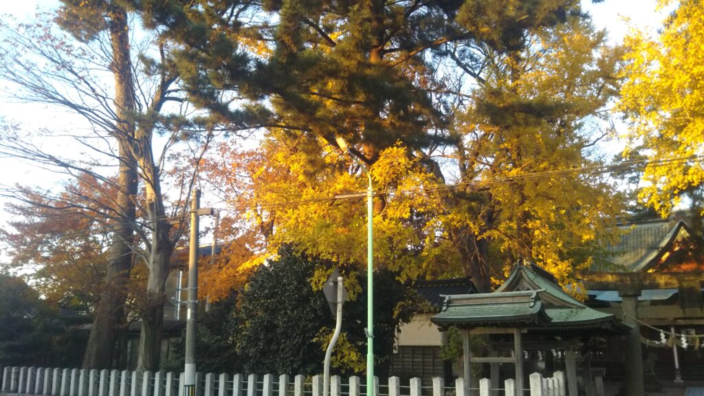 八幡公園 八幡神社 紅葉 銀杏 もみじ狩り 余目 庄内 山形