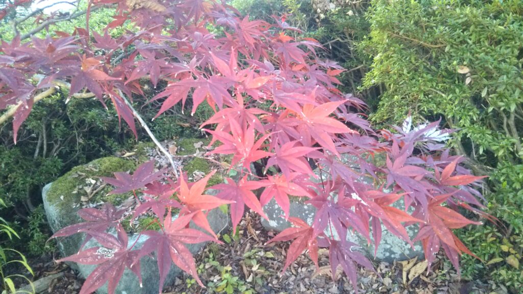 八幡公園 八幡神社 紅葉 銀杏 もみじ狩り 余目 庄内 山形