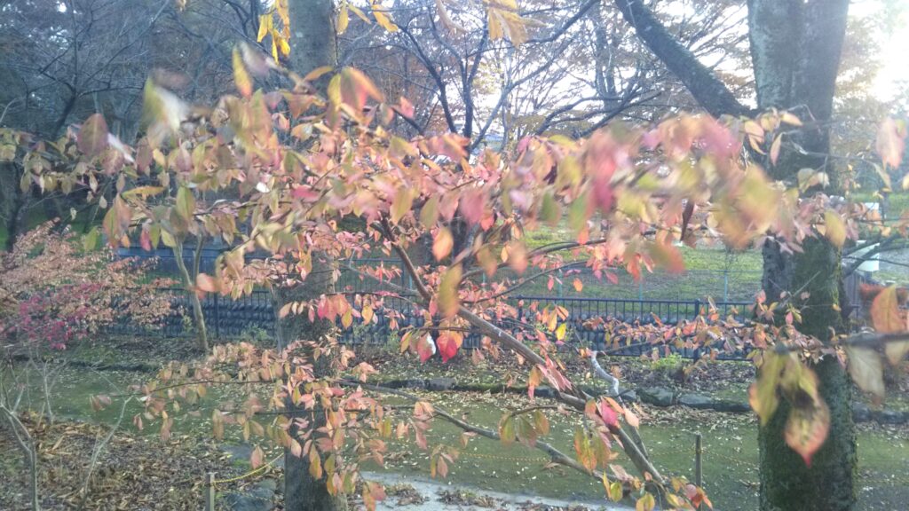八幡公園 八幡神社 紅葉 銀杏 もみじ狩り 余目 庄内 山形