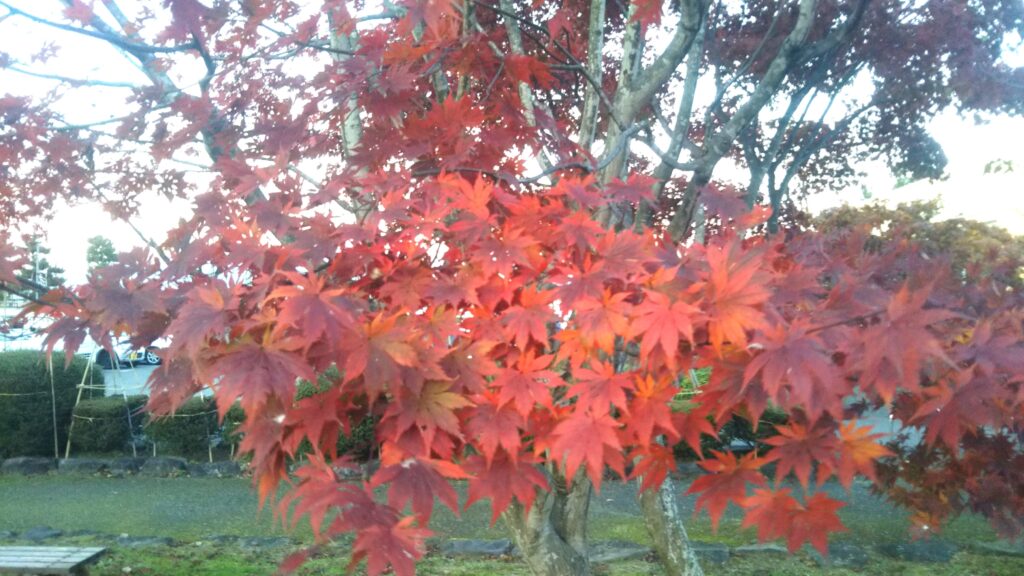 八幡公園 八幡神社 紅葉 銀杏 もみじ狩り 余目 庄内 山形