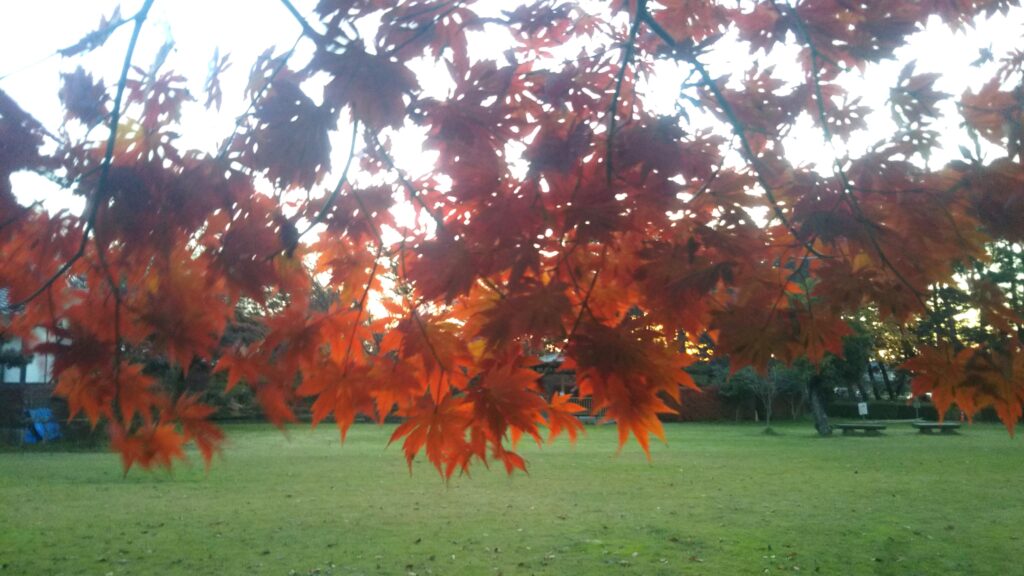 八幡公園 八幡神社 紅葉 銀杏 もみじ狩り 余目 庄内 山形
