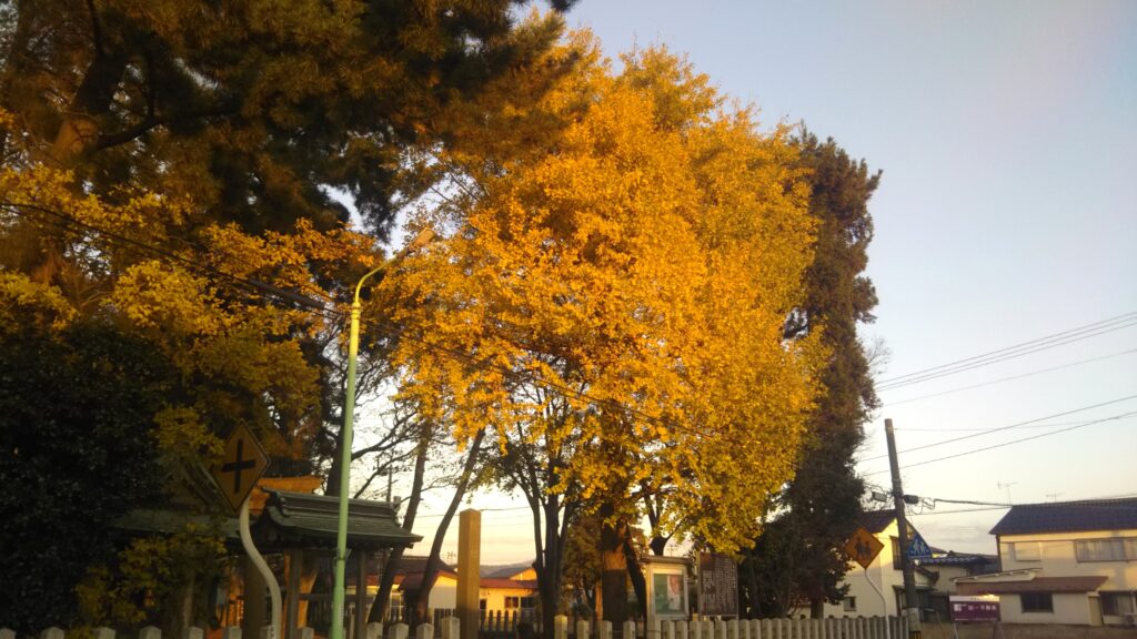 八幡公園 八幡神社 紅葉 銀杏 もみじ狩り 余目 庄内 山形