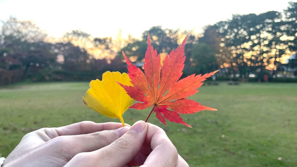 八幡公園 八幡神社 紅葉 銀杏 もみじ狩り 余目 庄内 山形