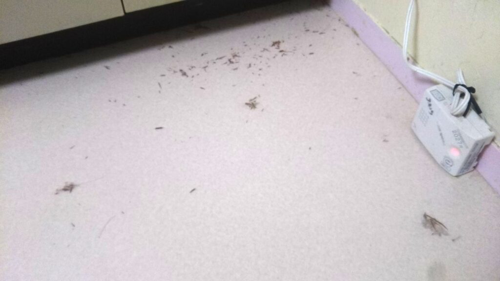 天井裏 何かいる 動物 ねずみ