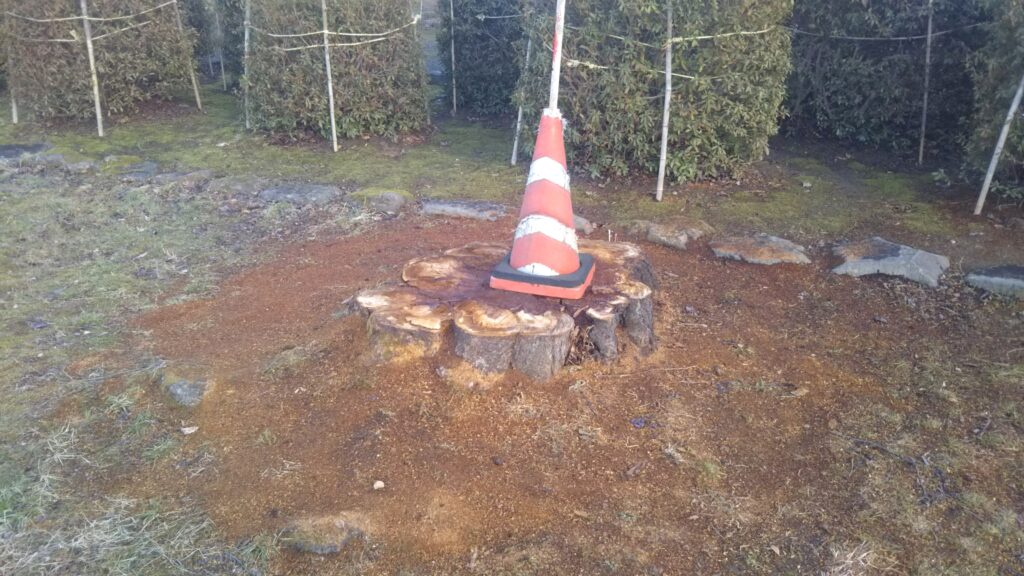 八幡公園 余目 桜の木 切断