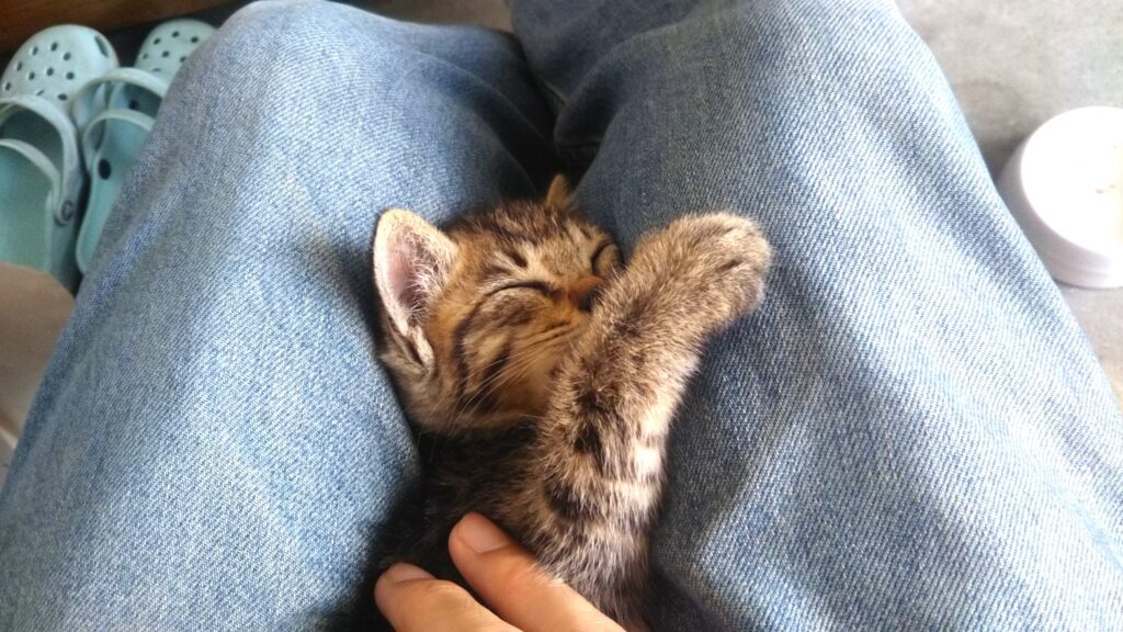 子猫 保護 1ヶ月間 記録