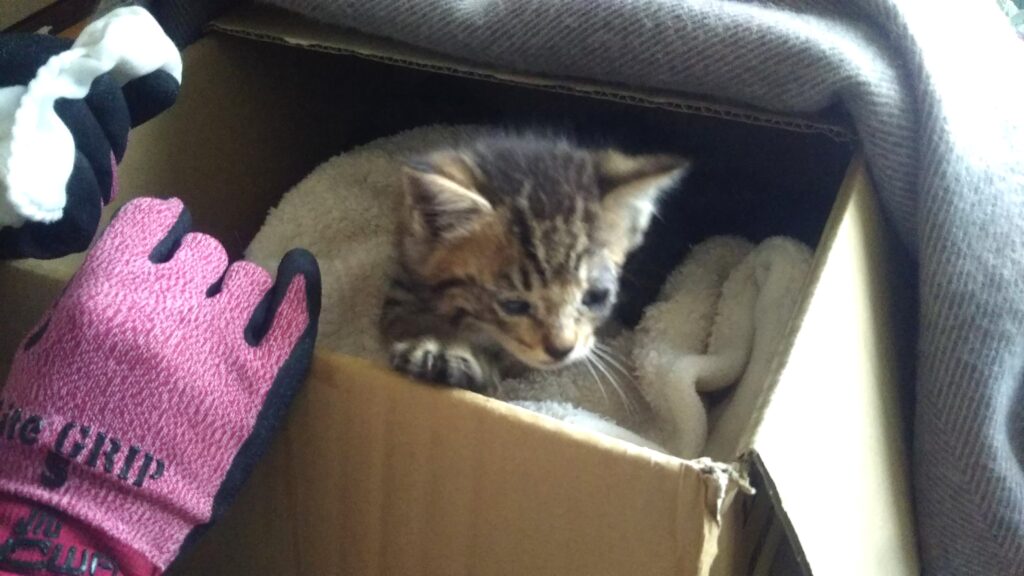 子猫 保護 1ヶ月間 記録