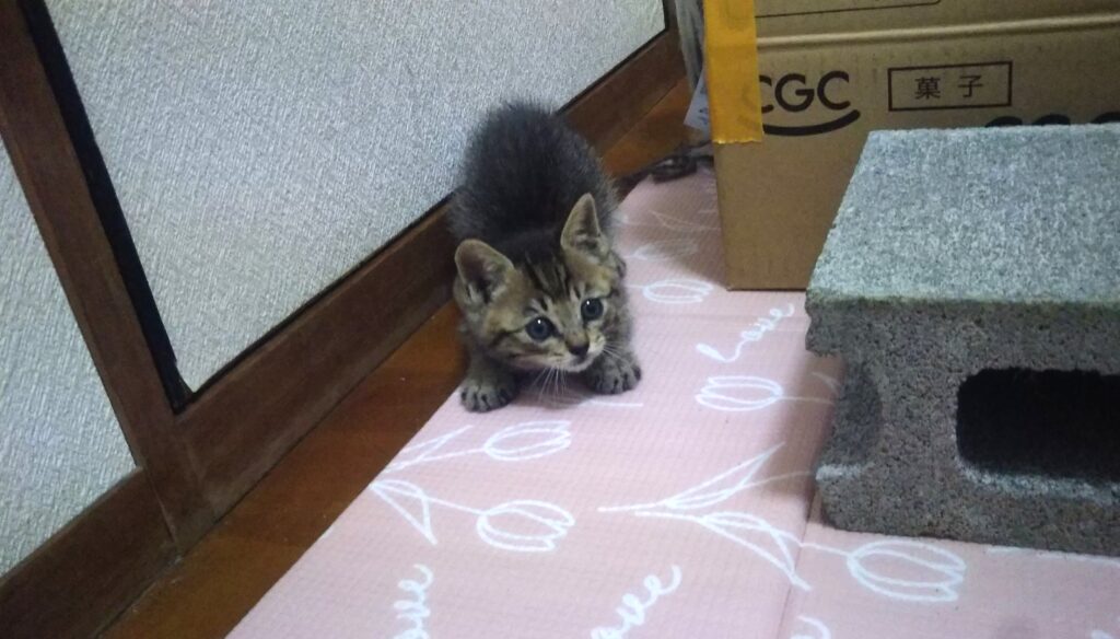 子猫 保護 1ヶ月間 記録