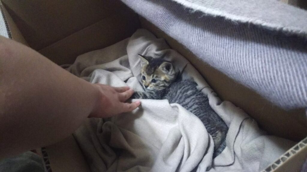子猫 保護 1ヶ月間 記録