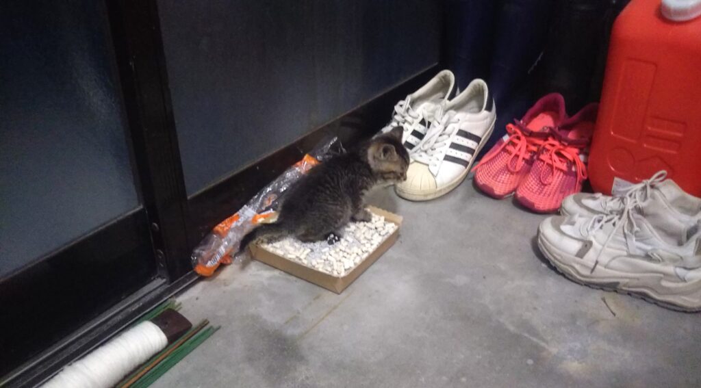 子猫 保護 1ヶ月間 記録