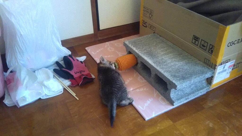 子猫 保護 1ヶ月間 記録