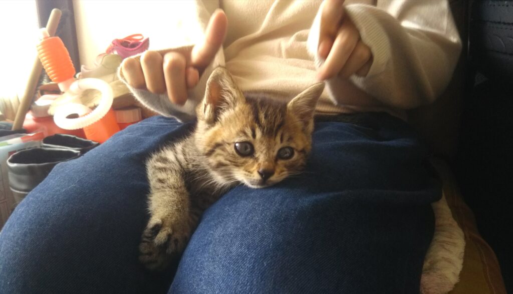 子猫 保護 1ヶ月間 記録