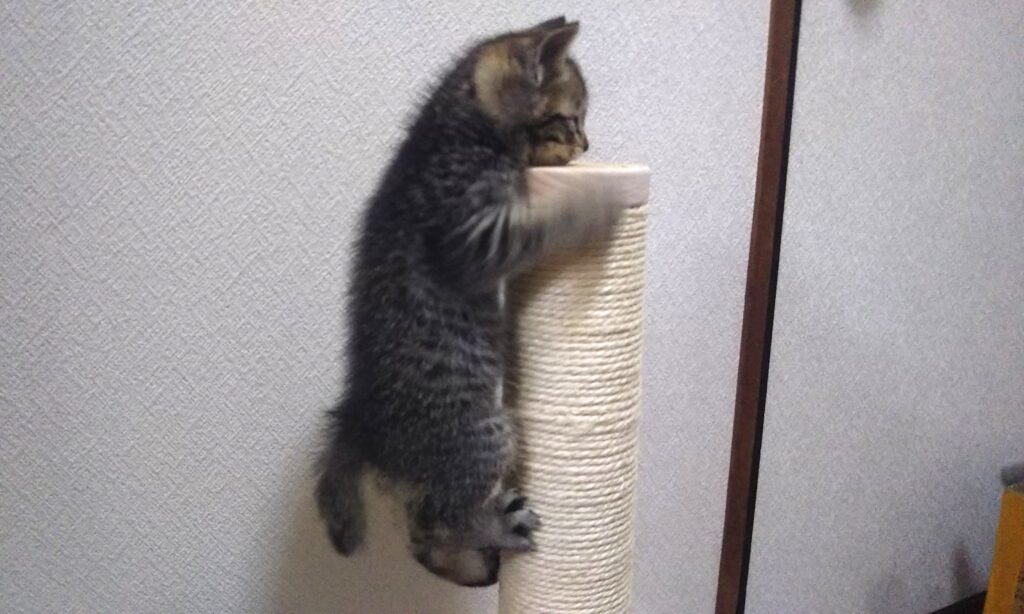 子猫 保護 1ヶ月間 記録