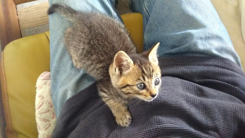 子猫 保護 1ヶ月間 記録