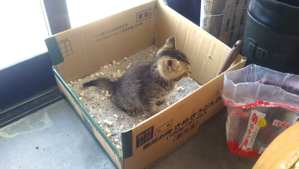 子猫 保護 1ヶ月間 記録