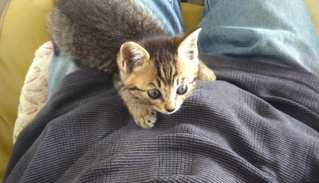 子猫 保護 1ヶ月間 記録