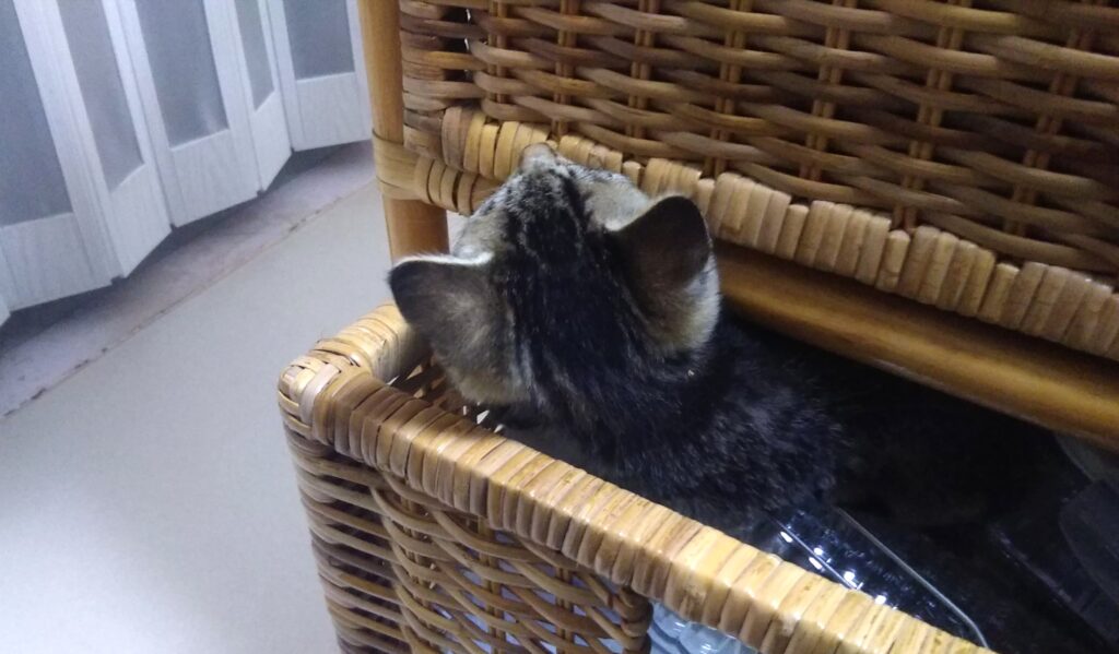 子猫 保護 1ヶ月間 記録