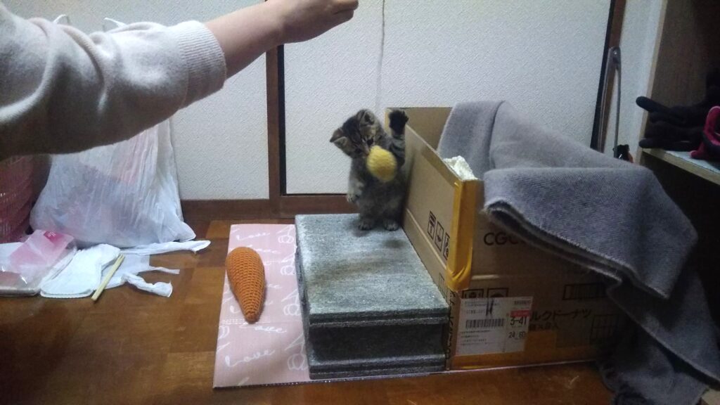 子猫 保護 1ヶ月間 記録