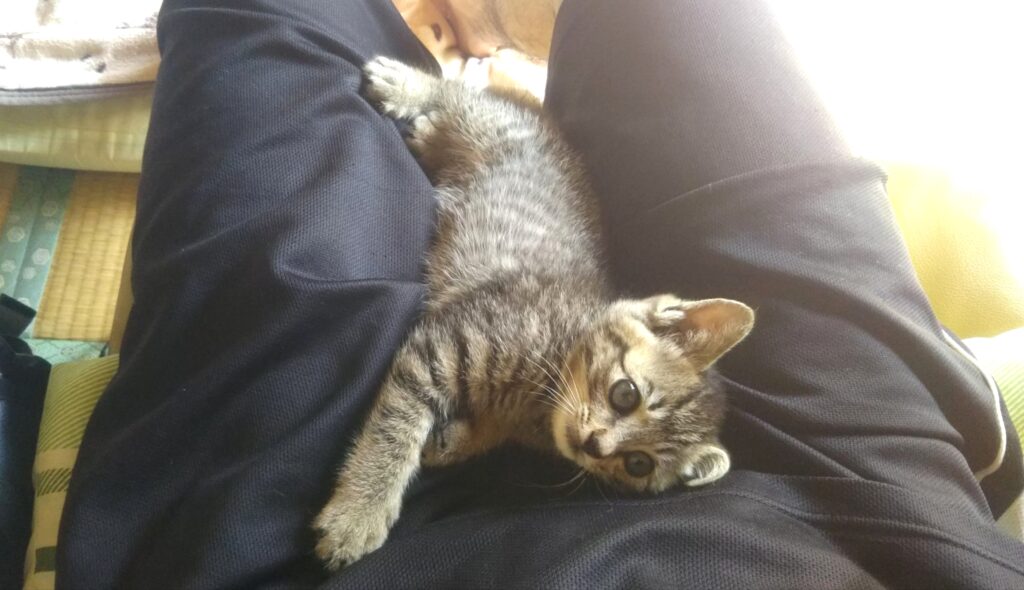 子猫 保護 1ヶ月間 記録