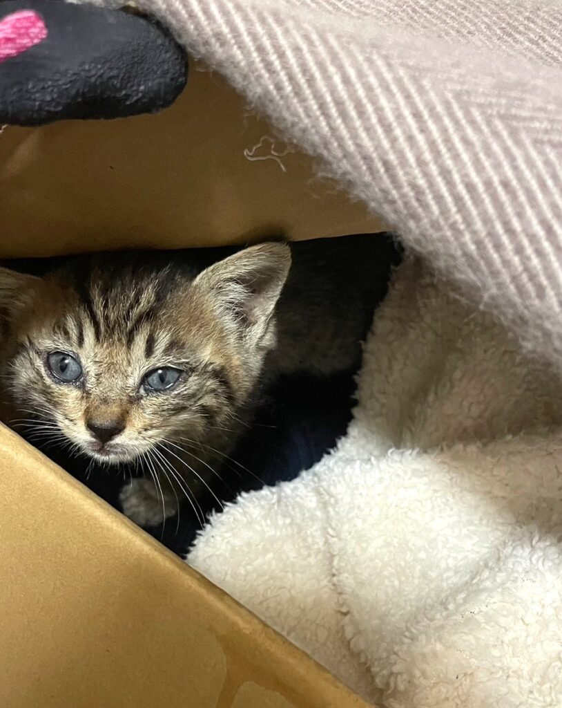 子猫 保護 1ヶ月間 記録